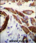 FLNA Antibody (Y1046)